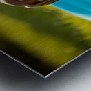 Beagle Puppy Discovers The Kiddie Pool Metal print