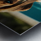 Tired Beagle Puppy Rests In The Kiddie Pool Metal print