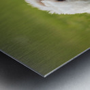 Tired Poodle Puppy Rests After Ball Play Metal print