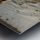 Playful Australian Shepherd Puppy Splashes In Shallow Tide Pool Metal print