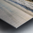 Australian Shepherd Puppy Discovers Tide Pools Metal print