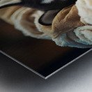 Sleepy Husky Puppy Naps In Laundry Nest Metal print