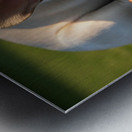 Tired French Bulldog Puppy Rests After Stick Chewing Session Metal print