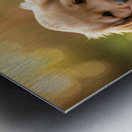 Exhausted Golden Retriever Puppy Rests Beside The Giant Ball Metal print