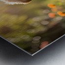 Golden Retriever Puppy Discovers A Giant Red Ball Metal print