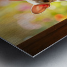 French Bulldog Puppy Celebrates Garden Door Success Metal print