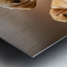 Happy Labrador Retriever Puppy Settles Into Cozy Spot Metal print