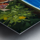 Chihuahua Puppy Discovers The Pool Metal print