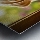 Curious Puppy Discovers Cat Flap Door Metal print