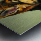 German Shepherd Puppy Meets Sleeping Cat Metal print