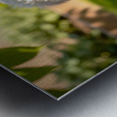 Bichon Frise Puppy Discovers Mysterious Garden Box Metal print