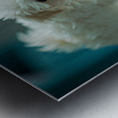 Bichon Frise Puppy Discovers His Reflection Metal print