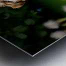 Victorious Shih Tzu Puppy With Tennis Ball Prize Metal print