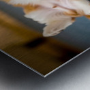 Shih Tzu Puppy Hopes For Belly Rub Time Metal print