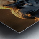 Pug Puppy Rests After Exciting Play Session Metal print