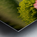 French Bulldog Puppy Discovers A Big Red Hat Metal print