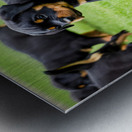 Rottweiler Puppy Starts The Chase In Sunny Yard Metal print