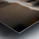 Australian Shepherd Puppys Perfect Nap Spot Metal print