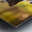 Sleepy Border Collie Puppy Finally Rests With Pack Metal print