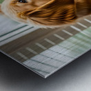 Peaceful Golden Retriever Puppy Rests By Rainy Window Metal print