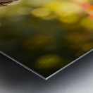 Yorkshire Terrier Puppy Naps After Stick Adventure Metal print