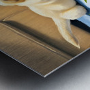 Golden Retriever Puppy Meets New Kitten Friend Metal print