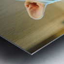 French Bulldog Puppy Discovers The Perfect Sploot Position Metal print