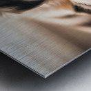 Alert Australian Shepherd Puppy Ready To Play Metal print