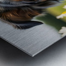 Australian Shepherd Puppy Discovers Picnic Spread Metal print