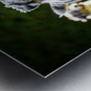 Australian Shepherd Puppy Catches Tennis Ball Metal print