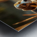 Beagle Puppy Explores By The Pond Metal print