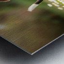 Proud Beagle King Rules His Domain Metal print