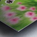 Shih Tzu Puppy Discovers Falling Raindrops In Garden Metal print