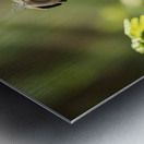 Pug Puppys Magical Garden Adventure Begins Metal print