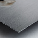 Focused Bichon Frise Puppy Poses Perfectly For Camera Metal print