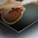 Happy Chihuahua Puppy After Successful Nail Trimming Metal print