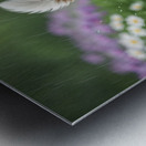 Happy Shih Tzu Puppy Enjoys Raindrop Adventure Metal print