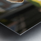 Patient Puppy Rests While Maintaining His Faithful Watch Metal print