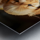 Golden Retriever Puppy Ready To Leave Box Fort Metal print