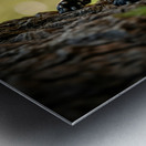 Cane Corso Puppy Spots Squirrel At Tree Base Metal print