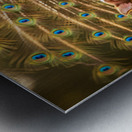 Chihuahua Puppy Tries To Copy Peacocks Elegance Metal print