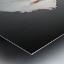 Bichon Frise Puppy Ready For Photo Session Metal print