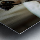 Content Puppy Settles Down For Suitcase Journey Metal print