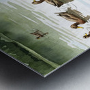 Boston Terrier Puppy Discovers A Peaceful Pond Metal print