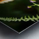 Pomeranian Puppy Discovers The Perfect Climbing Challenge Metal print