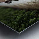 Boston Terrier Detective Puppy Begins Mystery Investigation Metal print