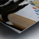 Border Collie Puppy Proudly Shows Off Finished Paw Art Metal print