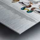 Puppy Watches His New Duck Friends Swimming Peacefully Metal print