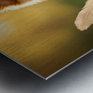 Feather Lands On Happy Pomeranian Puppy Metal print