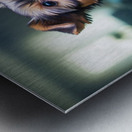 Yorkshire Terrier Puppy Discovers Amazing Aquarium World Metal print